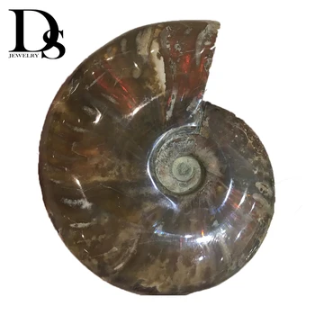 Toptan Yüksek Kaliteli Doğal Yanardöner Ammonit Okyanus Kabuklu Gökkuşağı Kabuk Madagaskar Öğretim mineral örneği Ev Dekor